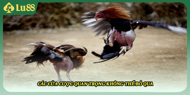 Các cửa cược quan trọng không thể bỏ qua